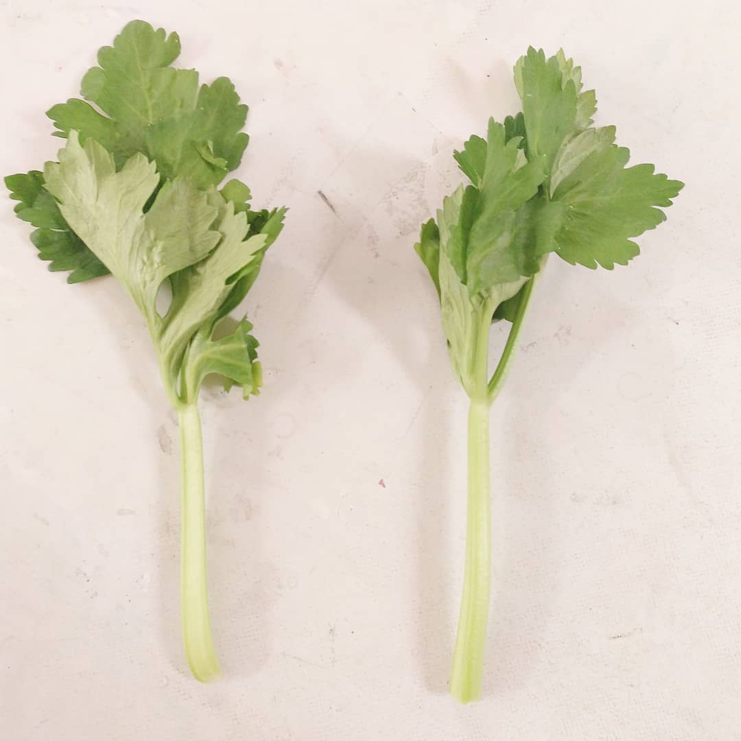 Do a Celery and Dye Experiment